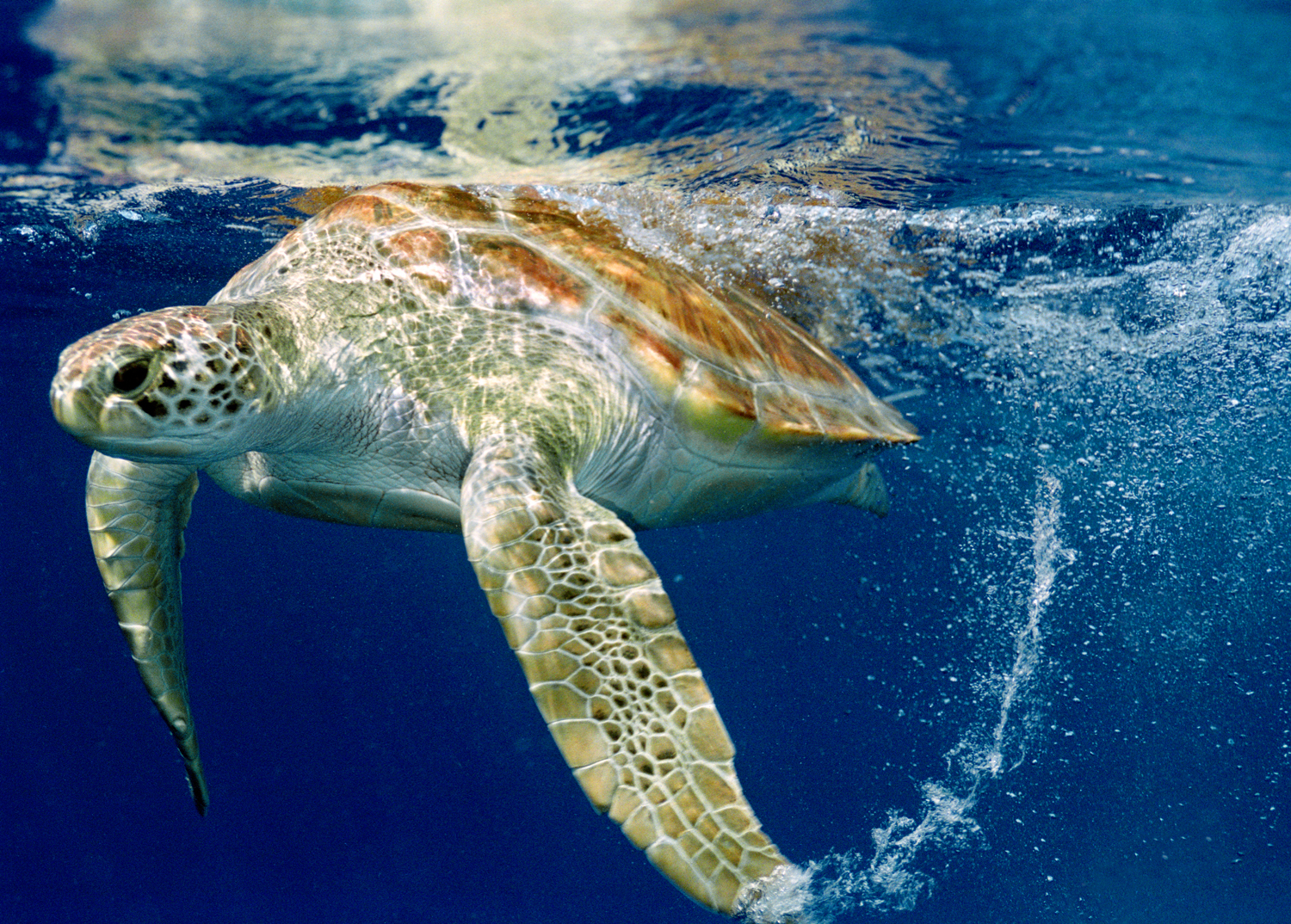 Скорость морской черепахи. Кожистая черепаха. Кожистая морская черепаха. Гигантская кожистая морская черепаха. Кожистая черепаха гигант.